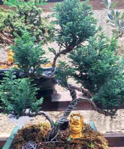 Cây bonsai đẹp dáng long đang trong quá trình uốn nắn