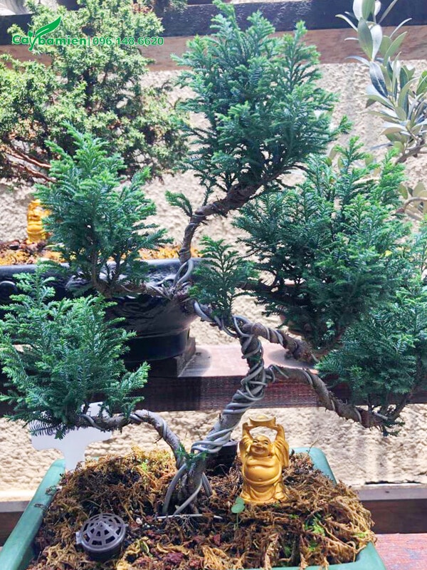 Cây bonsai đẹp dáng long đang trong quá trình uốn nắn