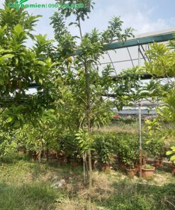 Cây trồng 3 năm và đang bắt đầu ra quả