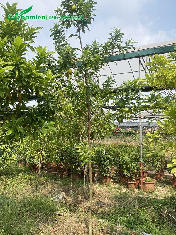 Cây trồng 3 năm và đang bắt đầu ra quả