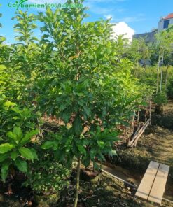 Mua cây vú sữa hoàng kim đang ra trái