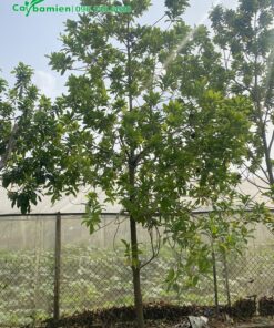 Cây lâu năm, cao khoảng 4m, cho trái cực kỳ sai