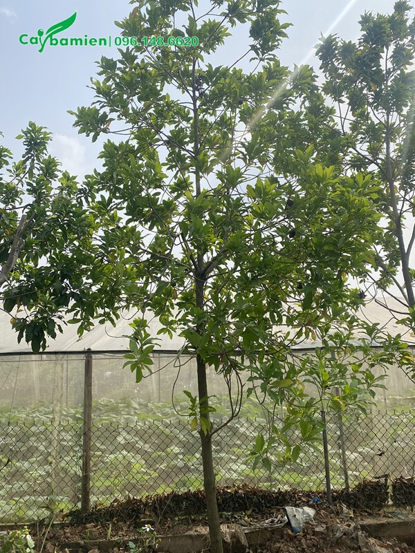 Cây lâu năm, cao khoảng 4m, cho trái cực kỳ sai