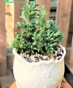 Chậu cây tùng để bàn kích thước nhỏ xinh