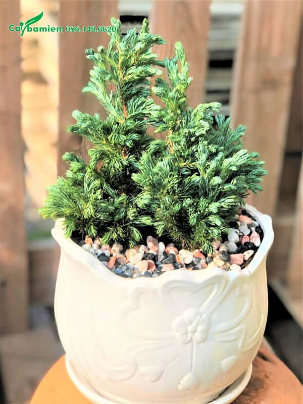 Chậu cây tùng để bàn kích thước nhỏ xinh