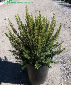 Cây giống tươi tốt, các cành nhánh mọc vươn thẳng lên trời