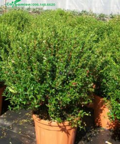 Chậu cây hoa Hướng Đào cao 80cm, tán tròn đường kính 50cm