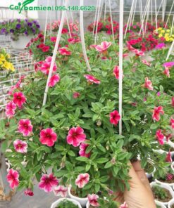 Chậu hoa màu hồng có kẻ dọc trắng đẹp và thu hút