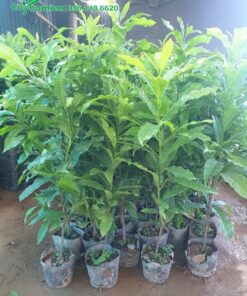 Bán cây giống vú sữa vàng cao 70 - 80cm, giá rẻ