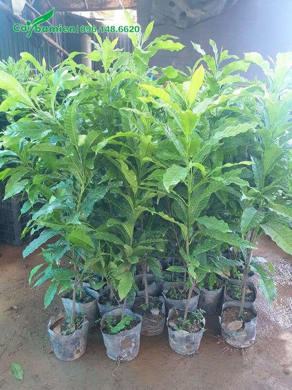 Bán cây giống vú sữa vàng cao 70 - 80cm, giá rẻ