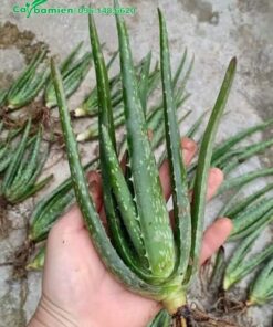 Cây giống Nha Đam Mỹ chất lượng