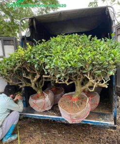 Xếp cây chè xanh cổ thụ lên xe giao cho khách hàng