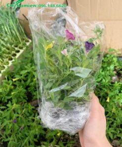 Cây giống được bọc kỹ và đóng thùng cần thận khi giao cho khách hàng