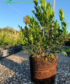 Cây giống Đào Kim Nhưỡng tháo vỏ bầu