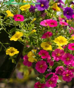 Hoa Triệu Chuông màu sắc rực rỡ, đẹp mắt