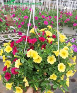 Chậu cây hoa Triệu Chuông mix màu vàng và hồng