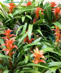 Hoa Dứa Cảnh Nến pha màu đỏ và cảm cực đẹp