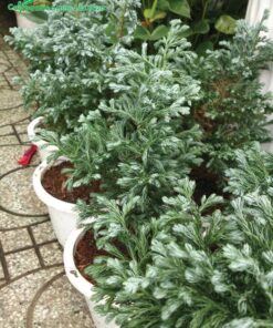 Lớp phủ sáp trắng trên lá Tuyết Tùng có tác dụng giữ ẩm tuyệt vời