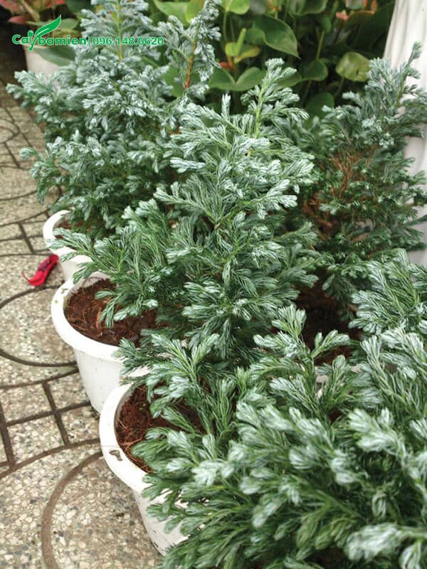 Lớp phủ sáp trắng trên lá Tuyết Tùng có tác dụng giữ ẩm tuyệt vời