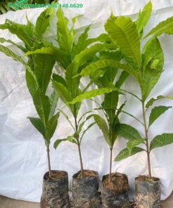 Cây giống ươm hạt cao 50cm