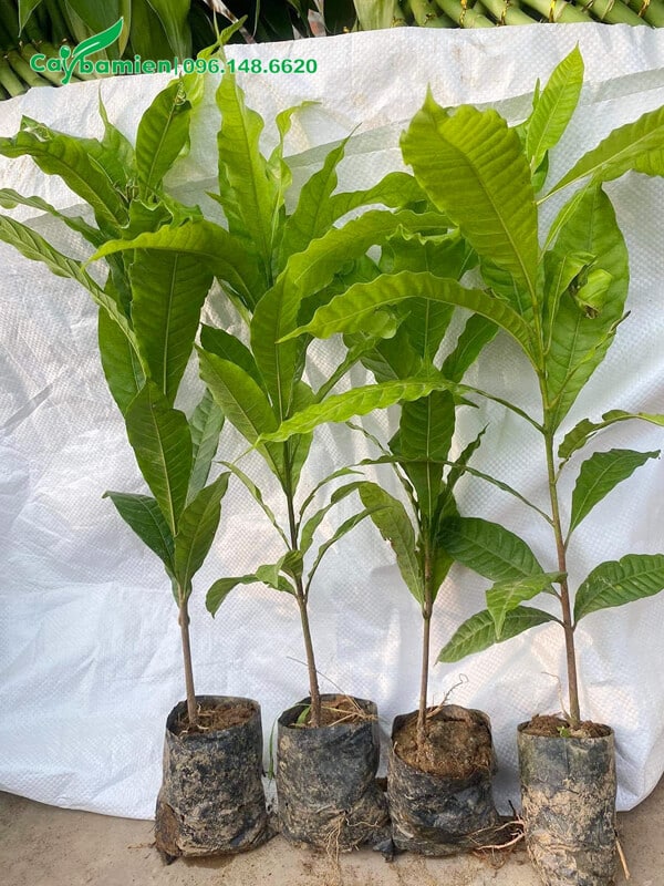 Cây giống ươm hạt cao 50cm