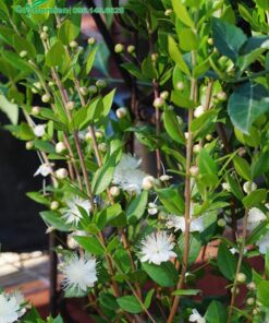 Vẻ đẹp cây cảnh Hương Đào