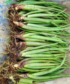 Những cây Nha Đam giống mới tác chồi từ cây mẹ