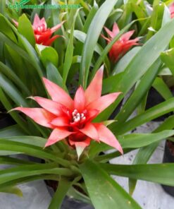 Nhìn từ trên cao những cánh hoa ra nhưng cánh ngôi sao