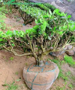 Cây trà xanh cổ thụ bó bầu bằng lưới tự tiêu