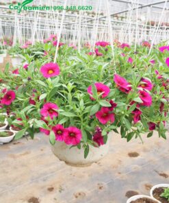 Hoa Triệu Chuông hồng đẹp