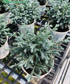 Tuyết Tùng giống chất lượng, tán lá tươi tốt đầy sức sống