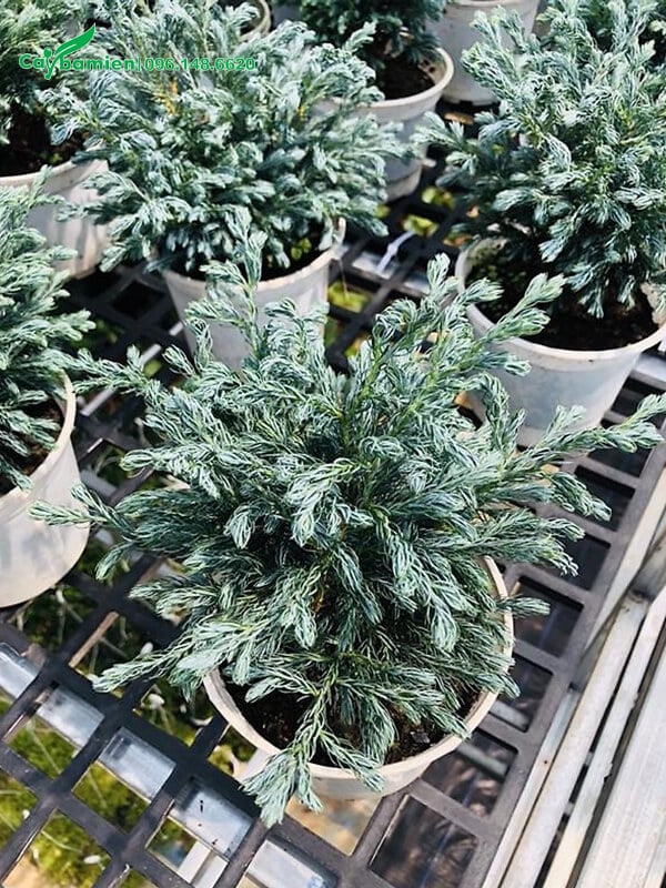 Tuyết Tùng giống chất lượng, tán lá tươi tốt đầy sức sống