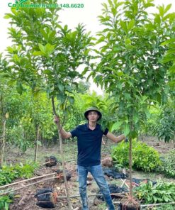 Hai cây vú sữa hoàng kim trưởng thành cao 3m vừa mới bứng gốc