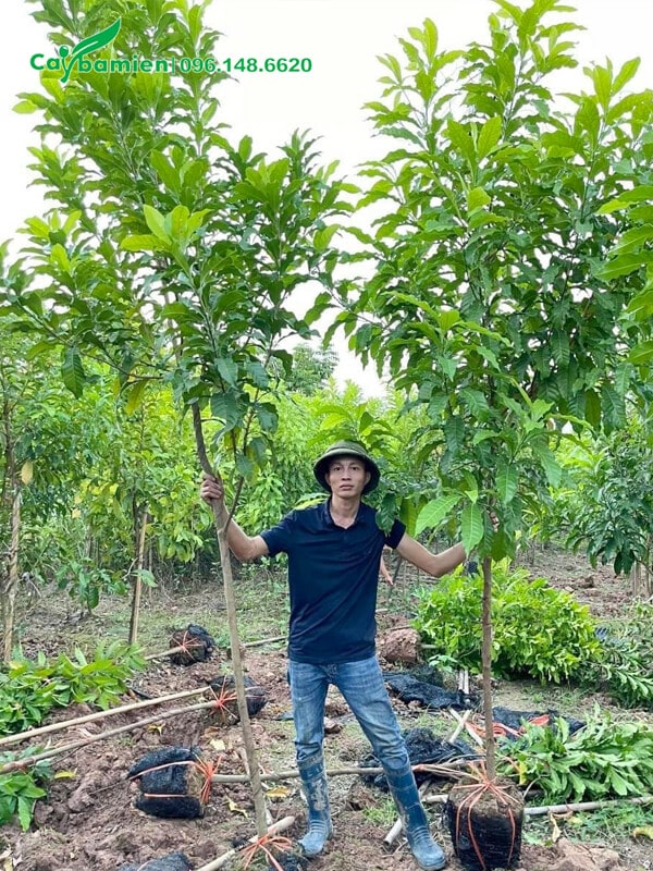 Hai cây vú sữa hoàng kim trưởng thành cao 3m vừa mới bứng gốc