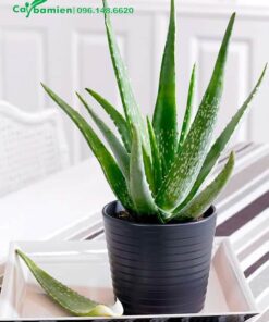 Cây Nha Đam trồng chậu trang trí trong nhà