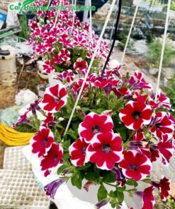 Giống cây hoa Triệu Chuông hoa đỏ có điểm thêm màu trắng