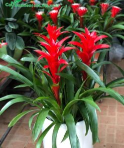 Dứa Canh Nến hay còn gọi là phong lộc hoa màu đỏ