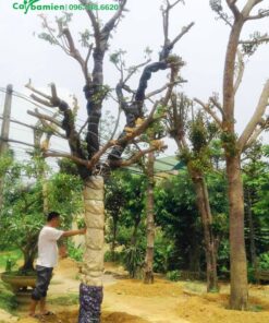 Cây Hồng Bì mới dâm ủ, thân được bọc kỹ để tránh thoát nước