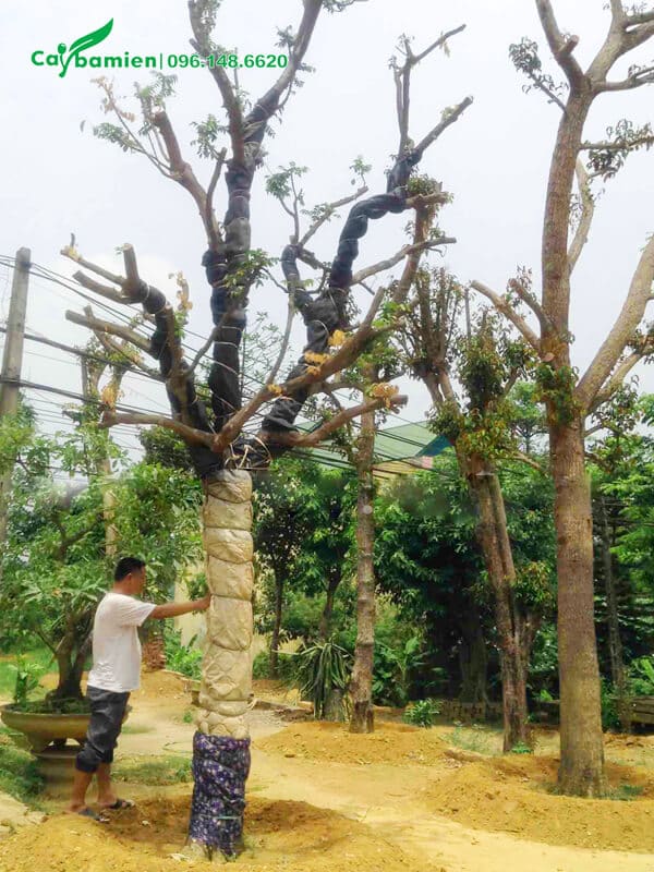 Cây Hồng Bì mới dâm ủ, thân được bọc kỹ để tránh thoát nước