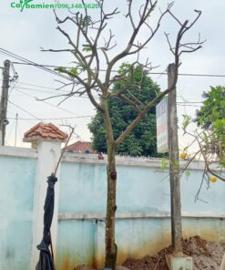 Một cây Quất Hồng Bì cao hơn 3m mới trồng