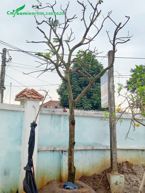 Một cây Quất Hồng Bì cao hơn 3m mới trồng