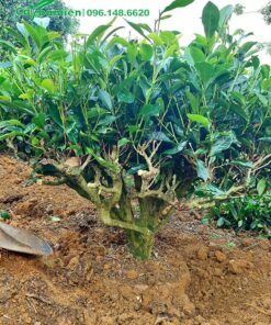 Bứng nóng cây Chè Xanh gốc có đường kính 7cm