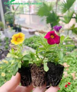 Cây giống giâm cành còn nhỏ đã cho hoa đẹp