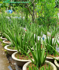 Loại cây Nha Đa trưởng thành, cao 50cm