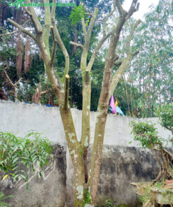 Cây đã đốn hết cành lá trước khi trồng, để nhanh ra lôc mới