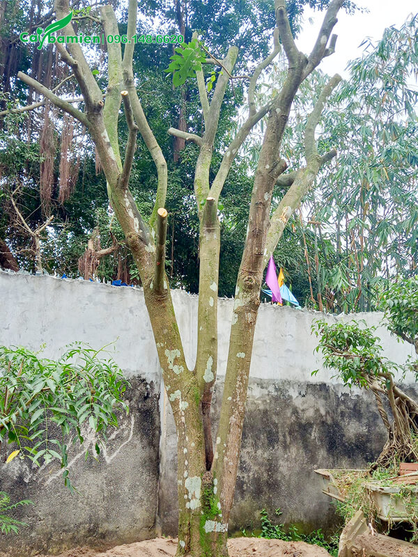 Cây đã đốn hết cành lá trước khi trồng, để nhanh ra lôc mới