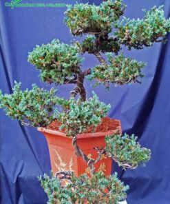 Cây bonsai lâu năm, uốn theo dáng thác chảy nghệ thuật