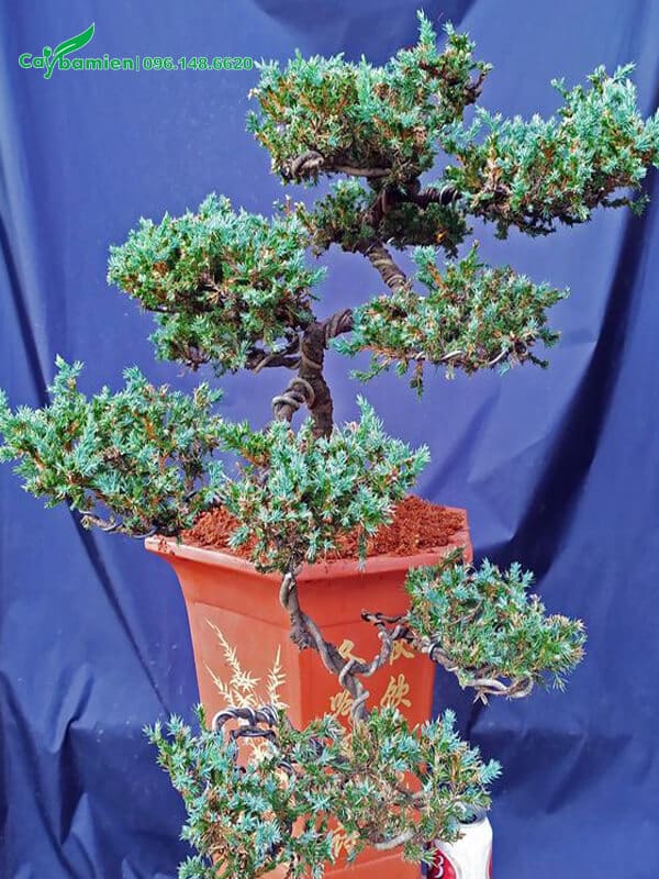 Cây bonsai lâu năm, uốn theo dáng thác chảy nghệ thuật