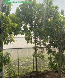 Trồng cây vú sữa Đài Loan trong vườn nhà