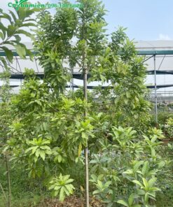 Cây có tán nhỏ nhưng hoa cực kỳ sao, qua đậu nhiều